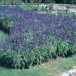 Salvia plava